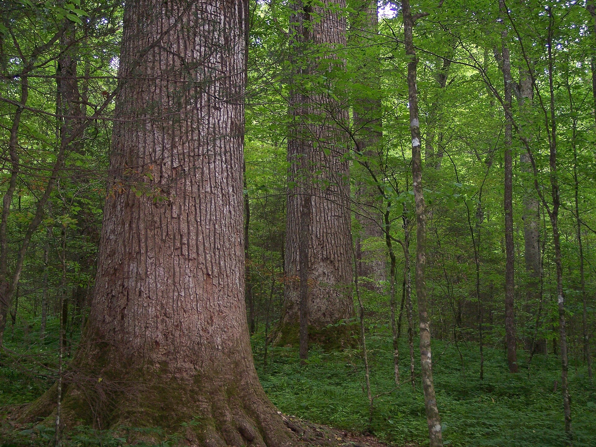 Ancient tulip-tree grove in Joyce Kilmer Memorial Forest