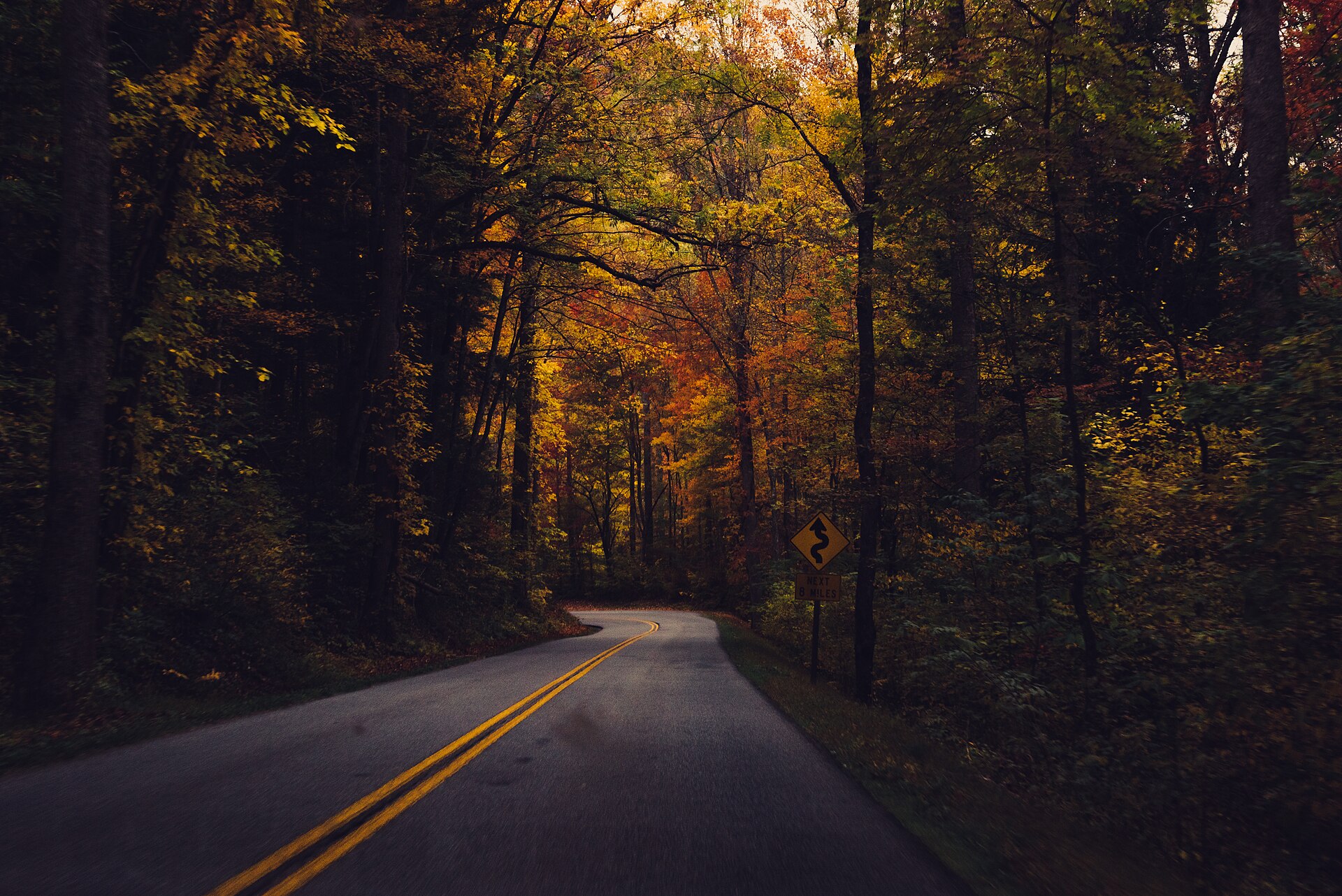 Autumn color along a road into the Great Smoky Mountains
